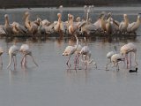 frieda 039  Early in the morning Flamingoes with White pelicans on island at back : frieda